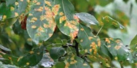 Borba protiv kokomikoze trešnje - kako liječiti ljeti, kako izliječiti bolest